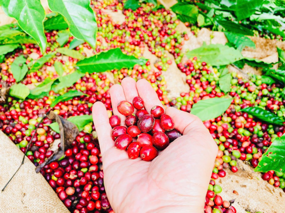 Tư vấn Khởi nghiệp - Dự án trồng cafe tại Tây Nguyên